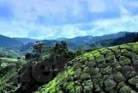 糖心app免费下载-解锁甜蜜新境界——糖心App免费下载之旅